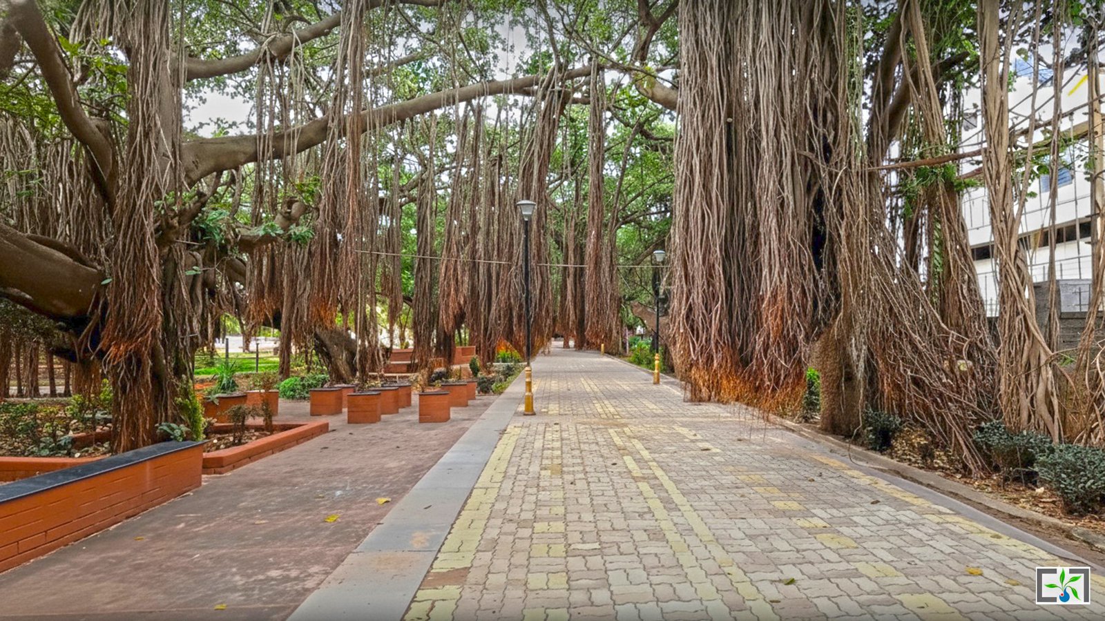 Banyan Tree Boulevard 2