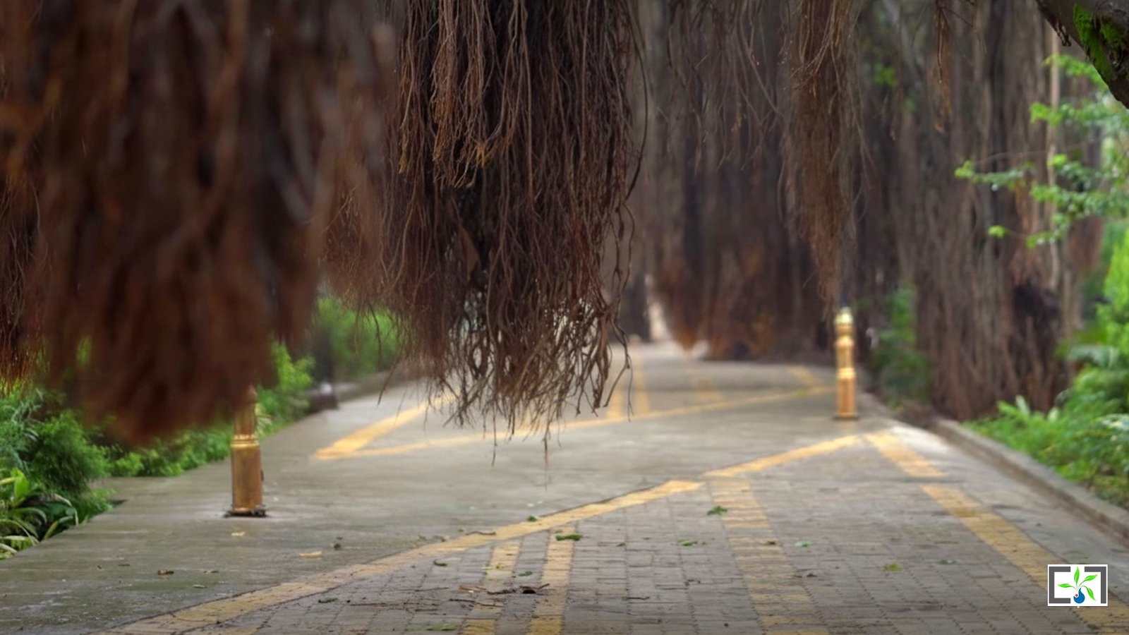 Banyan Tree Boulevard 5