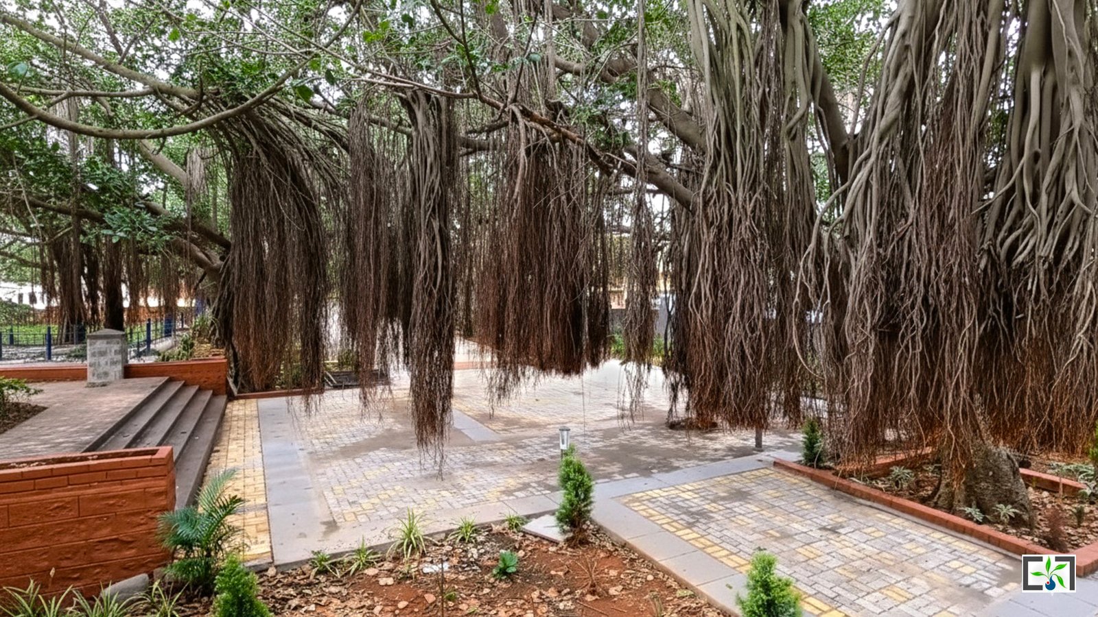 Banyan Tree Boulevard 4