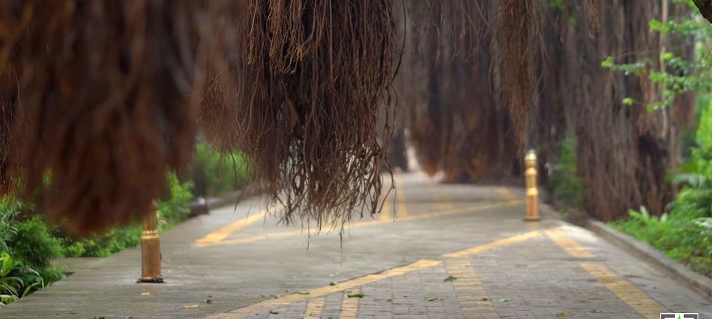 Banyan Tree Boulevard